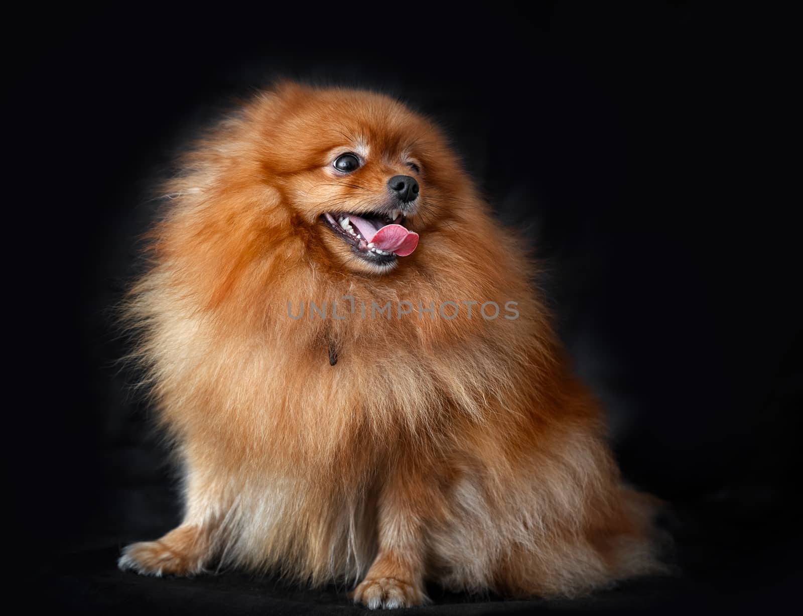 Dog Spitz red on a background of the dark curtains