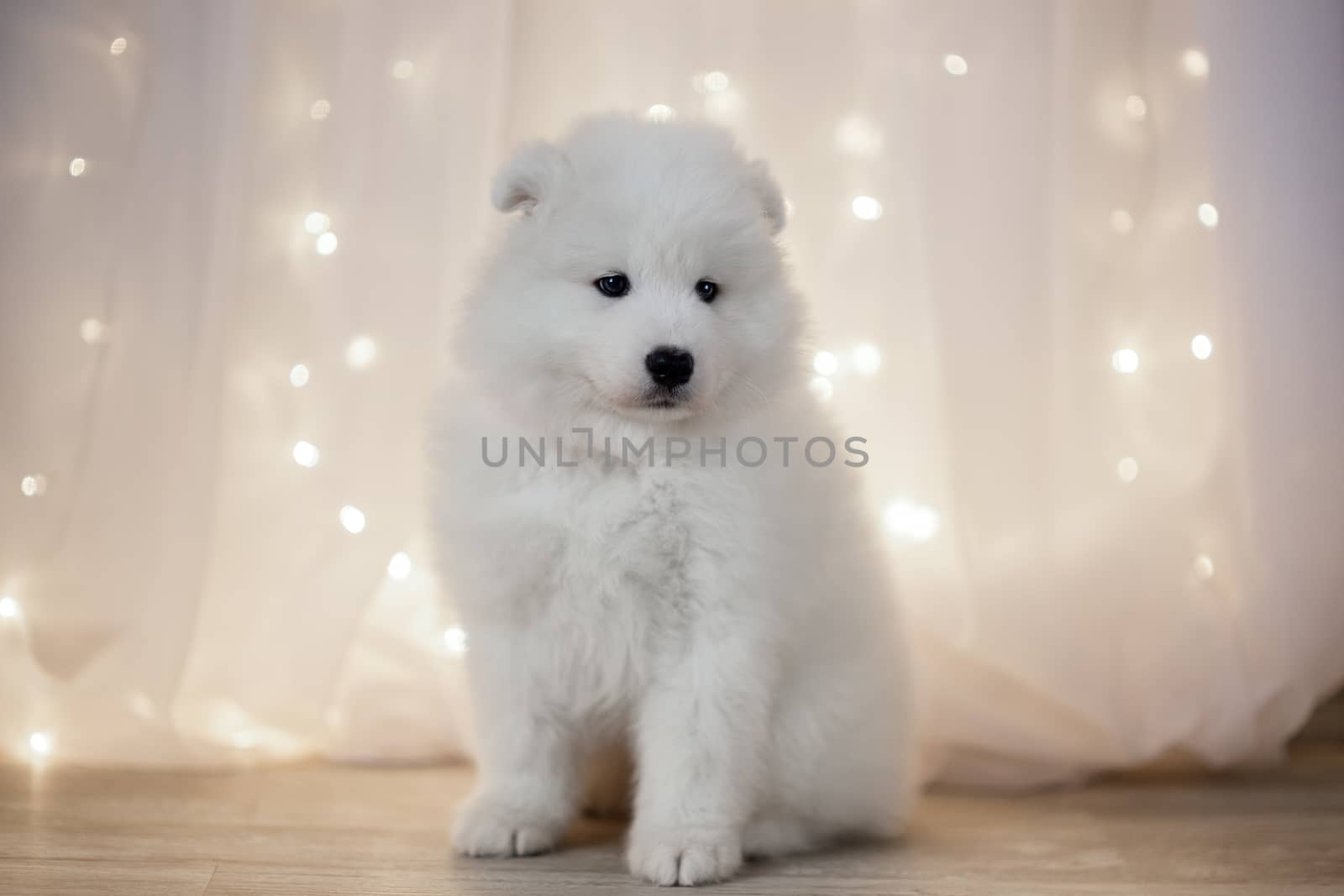 Samoyed puppy on a background garlands LED