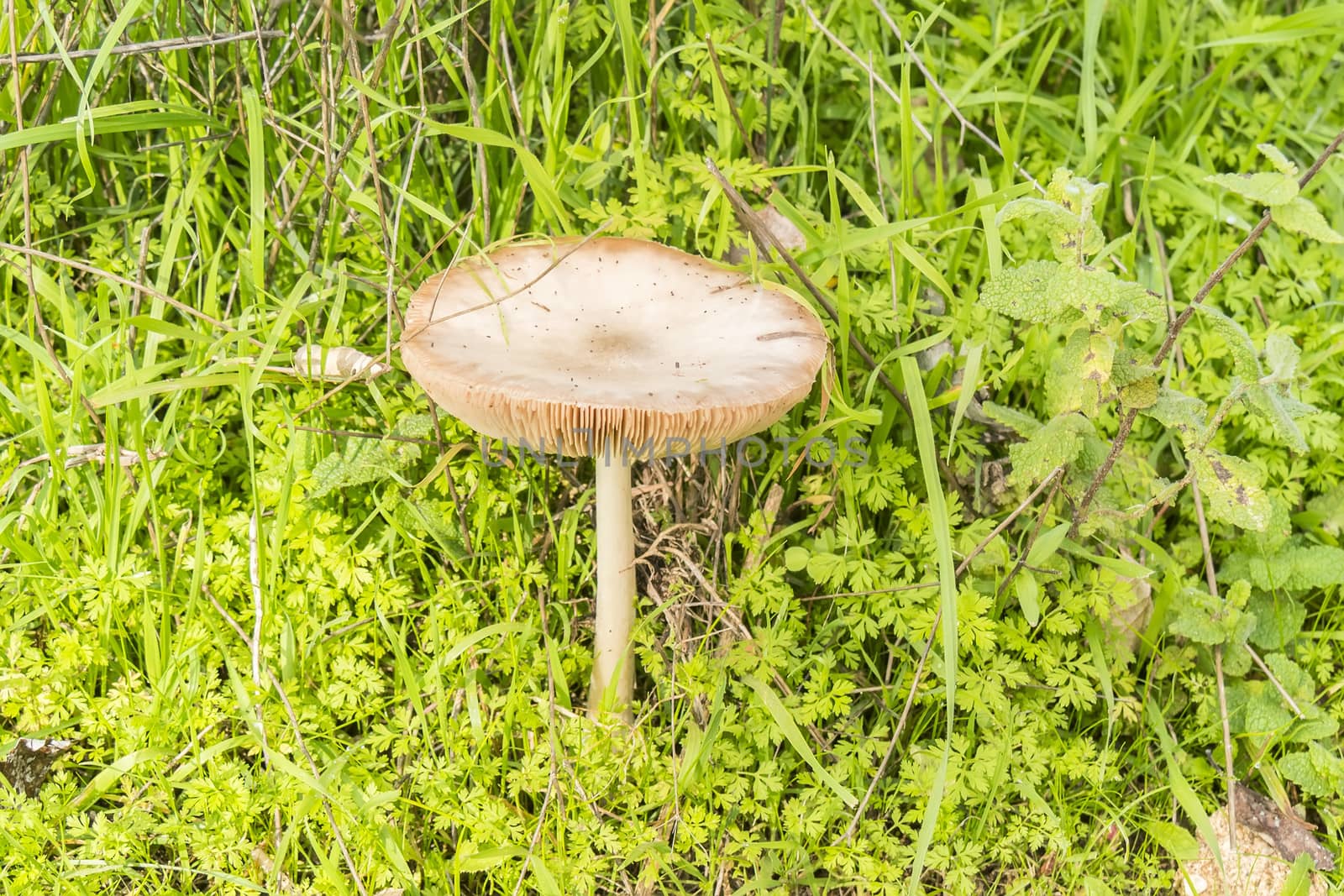 Fresh mushroom in the grass by max8xam