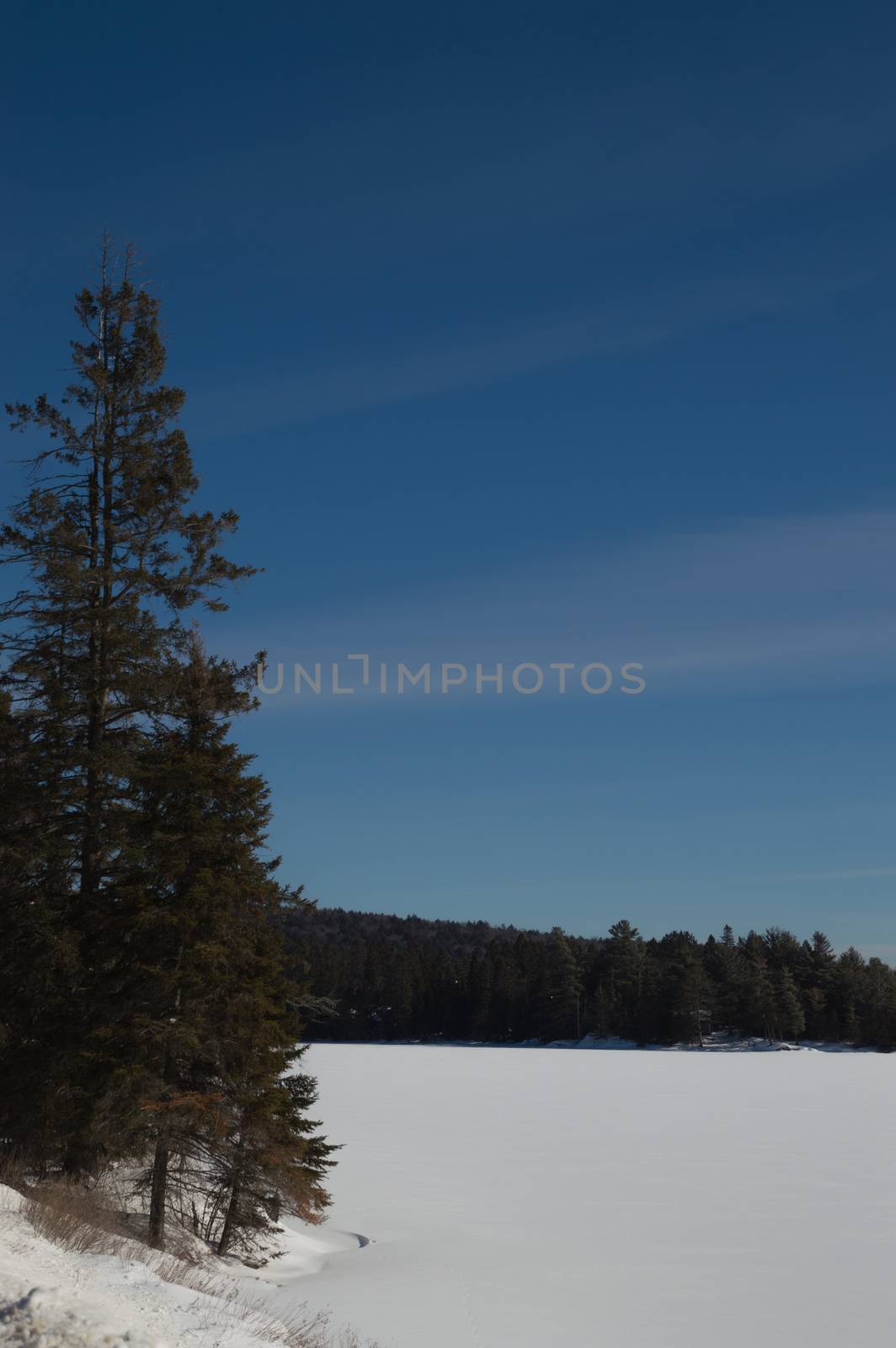 Snowy frozen lake with white pines background in Algonquin park, Ontario.  Snowy hill behind. Bright blue sky and smooth cirrus clouds. Copy space at the bottom in the fresh bright snow.