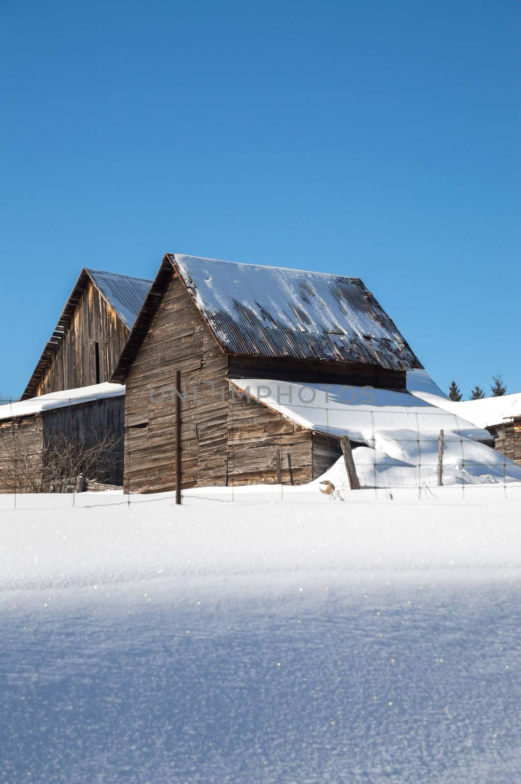 Two snow covered barns in the sunshine in Northern Ontario. Blue sky and fresh white snow. Copy space at the bottom in the snow.