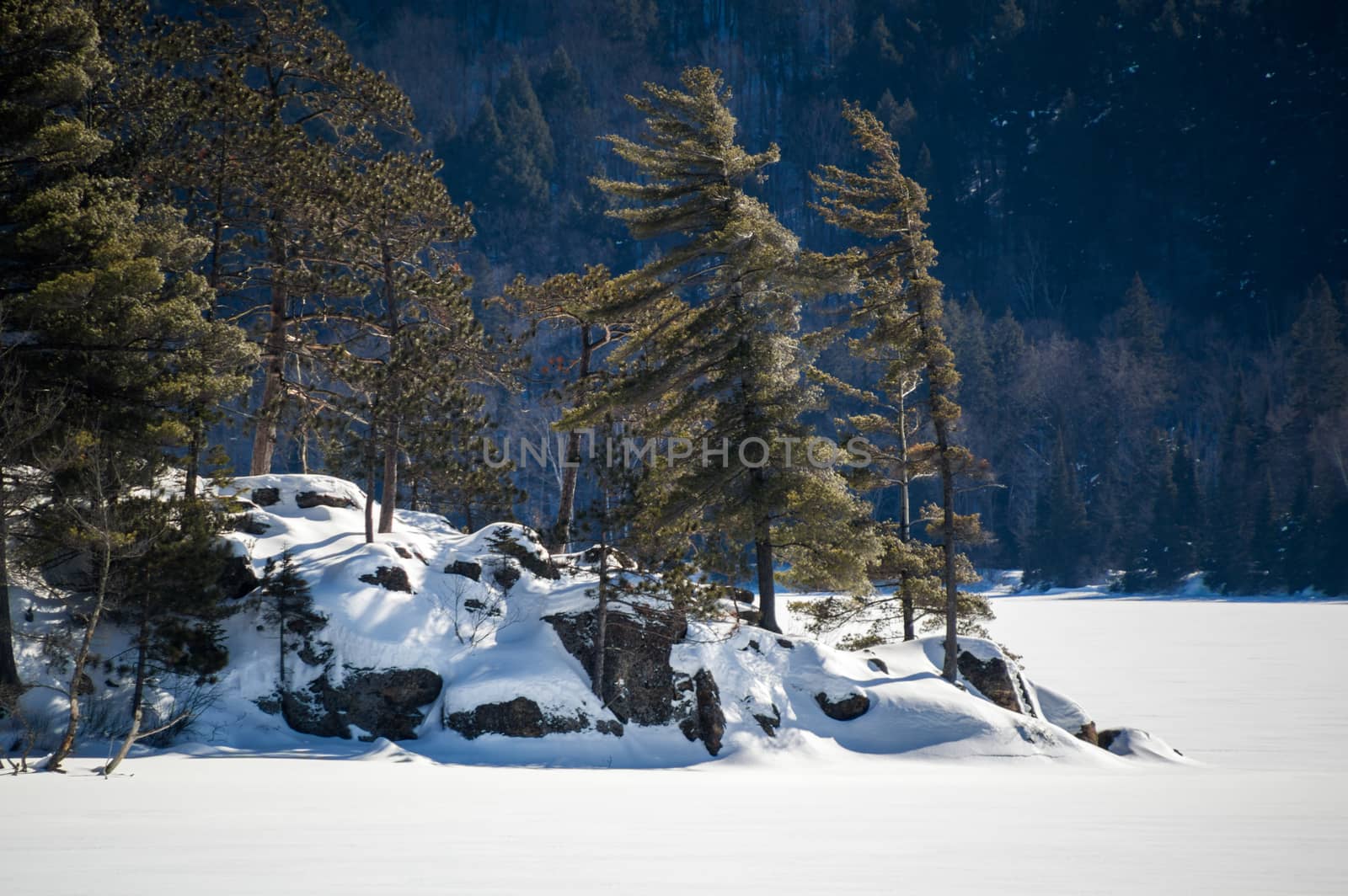 Snowy frozen lake with white pines background in Algonquin park, Ontario.  Snowy mountain behind.