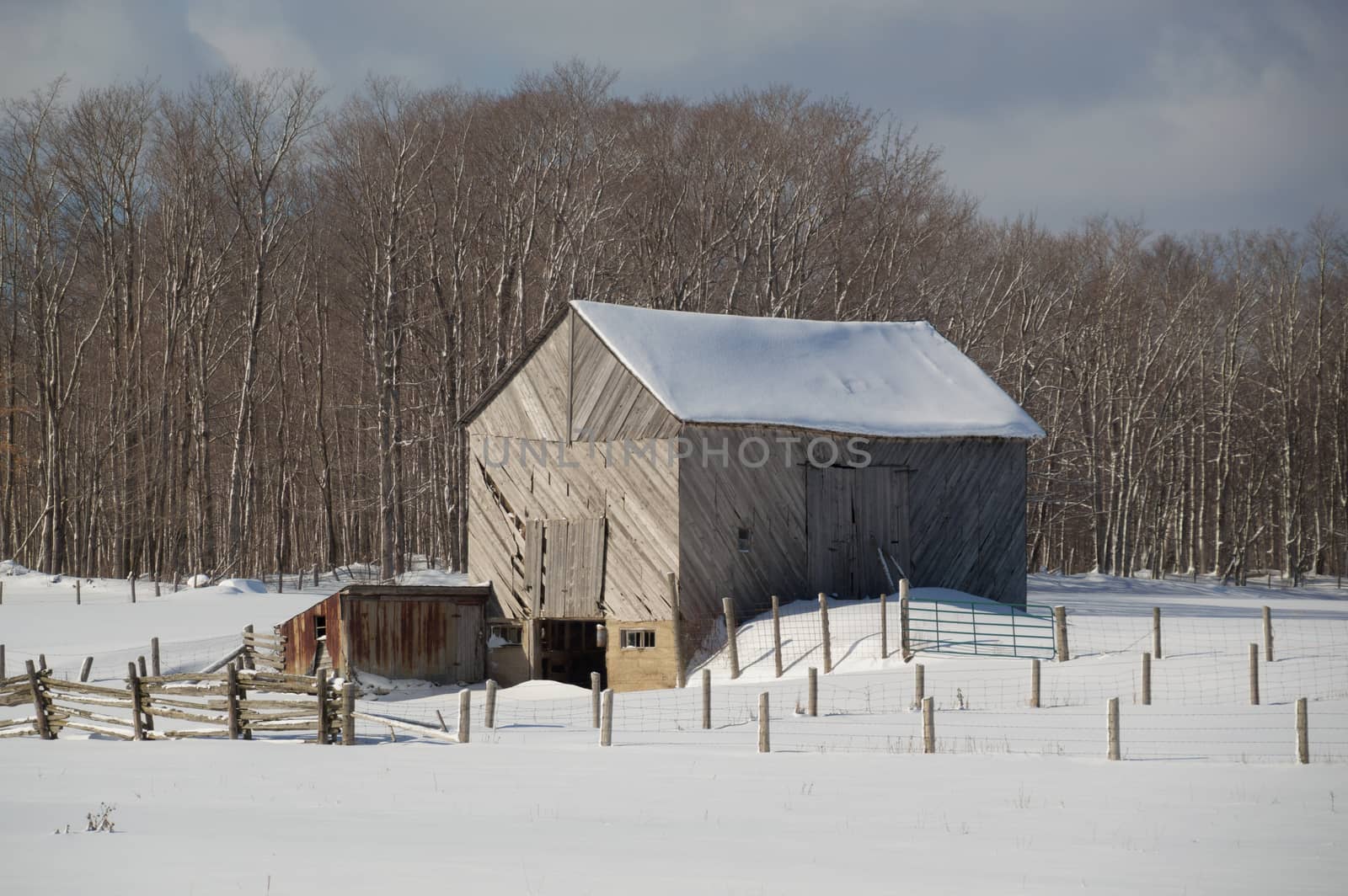 Snowy old  barn on a sunny day. Barnboards run diagonally and are grey, old and weathered. Shows some fence and  boards and barnyard and snow.