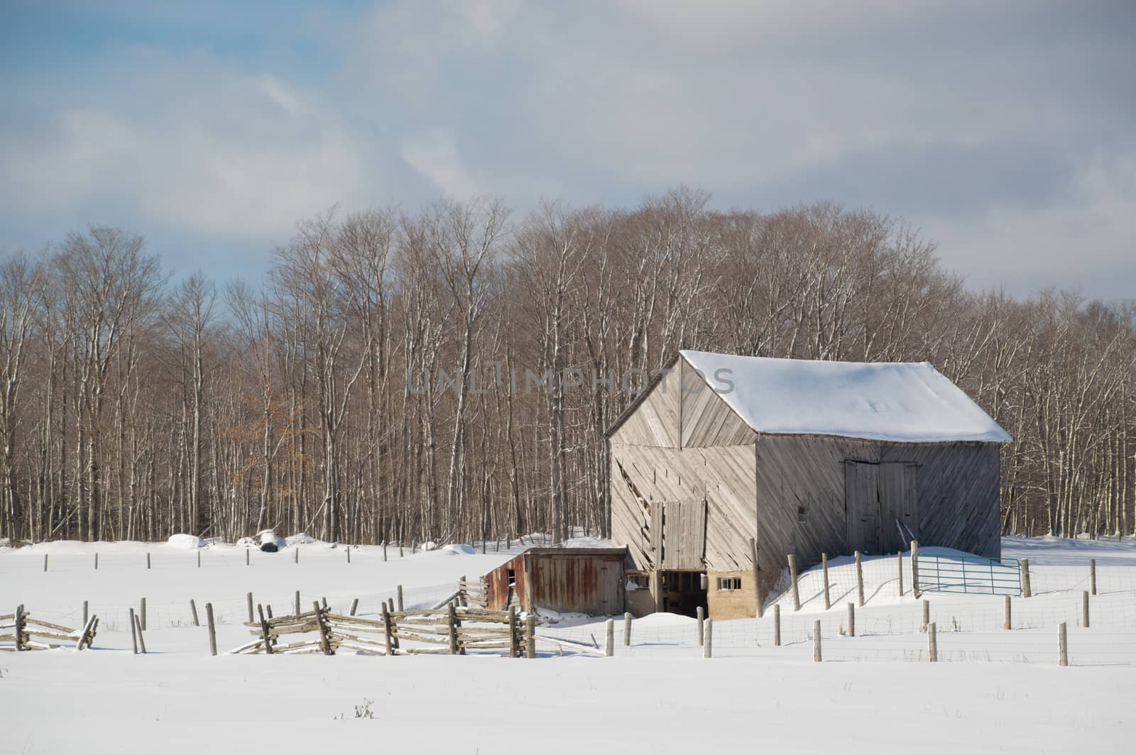 Snowy old  barn on a sunny day. Barnboards run diagonally and are grey, old and weathered. Shows some fence and  boards and barnyard and snow.