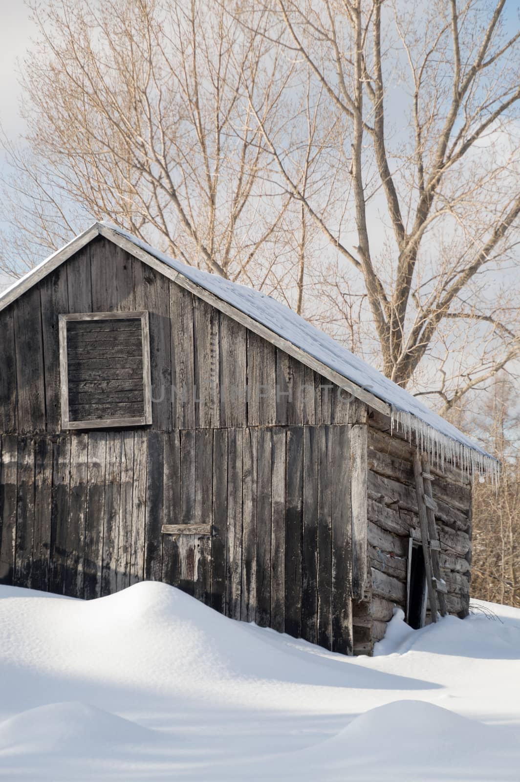 Snowy old log cabin barn with icicles by Sublimage