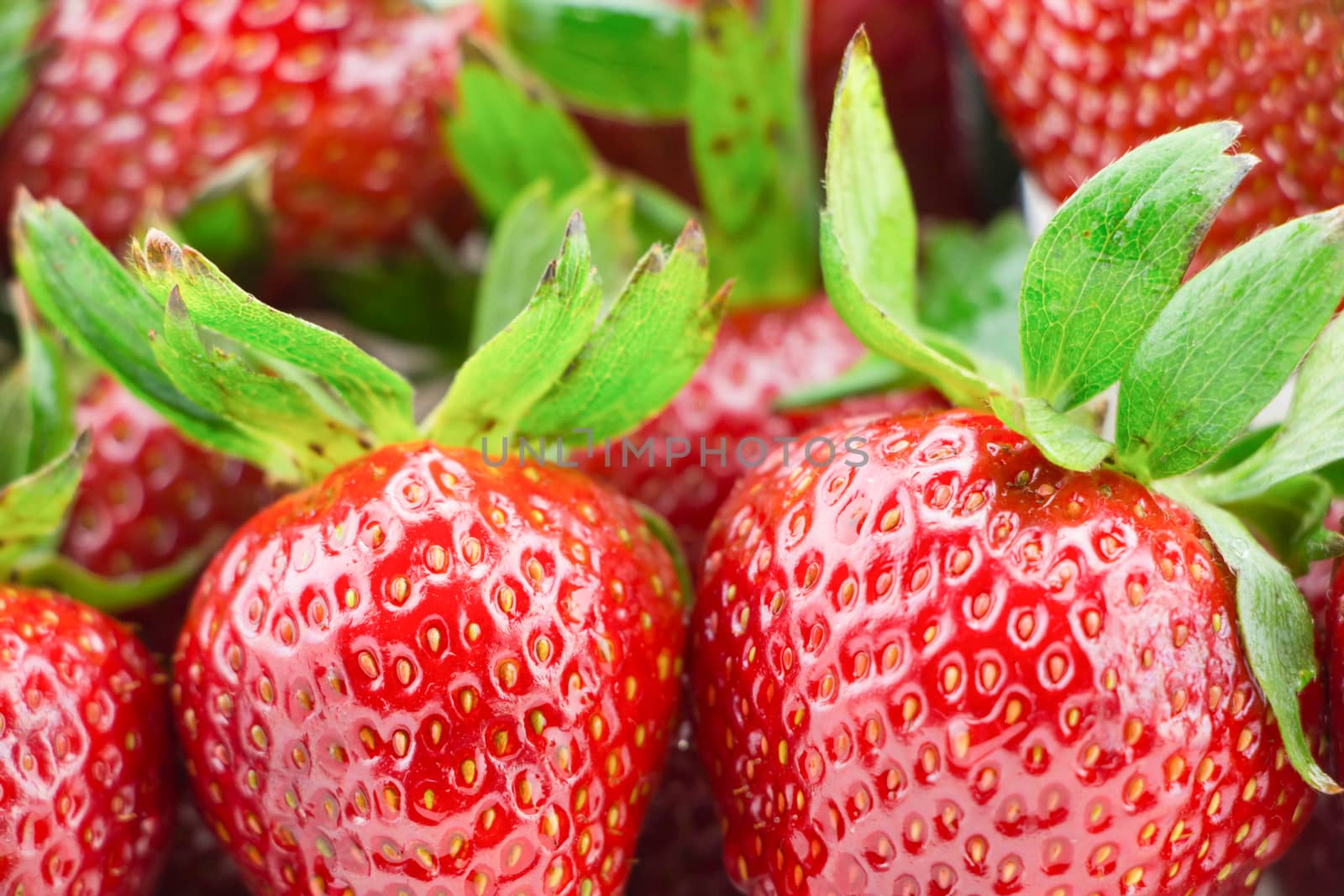 Ripe Red Strawberries With Green Stems