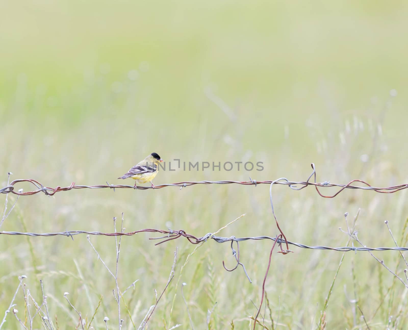 Small Yellow and Black Bird Perched on Wire Fence