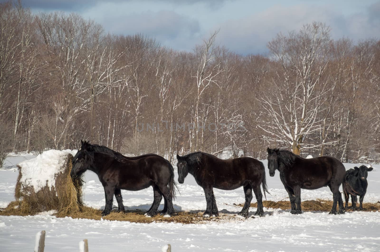 Three black horses  in their pasture field in the snow with trees behind.  Have a big round hay bale with snow on it.