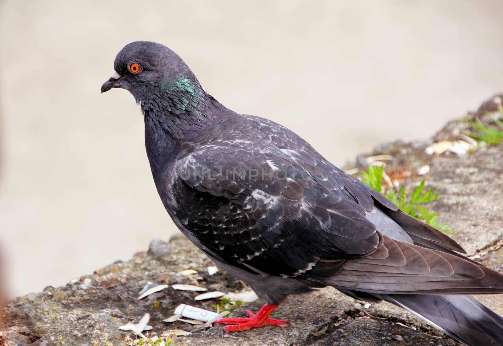 Grey pigeon shooting on the street.