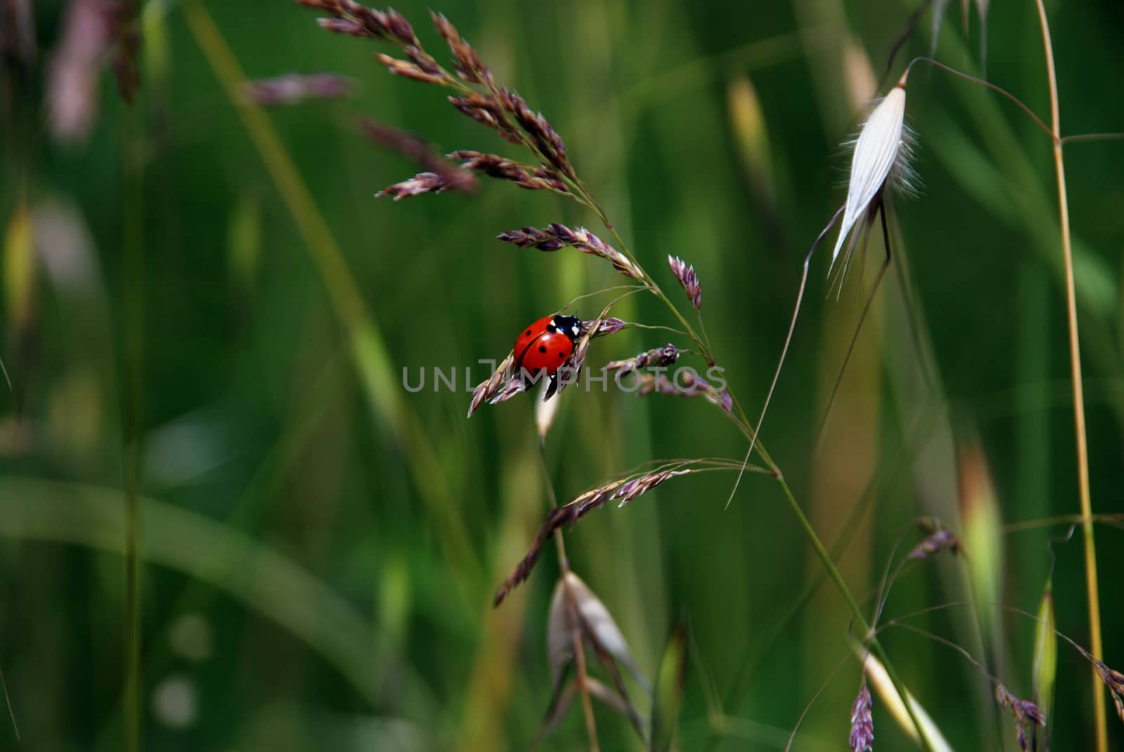 ladybug on green grass