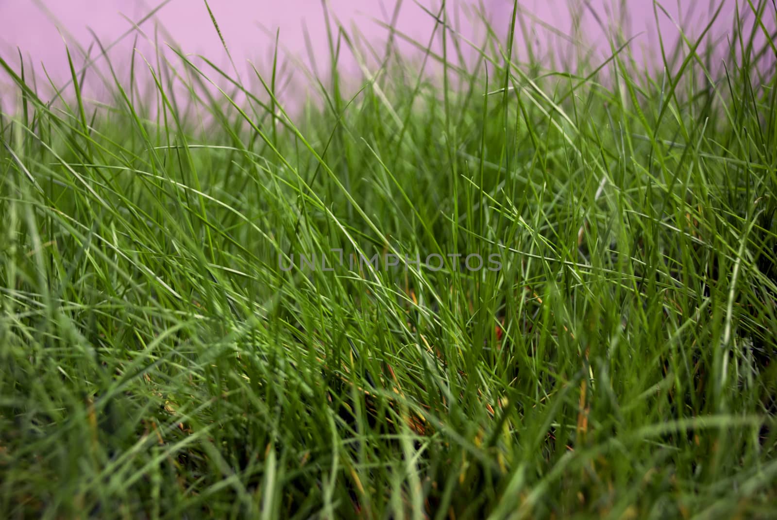 Kaydet
İndirme Önizlemesi
Background of green grass, shallow depth of field.Abstract natural backgrounds with beauty bokeh and green grass.