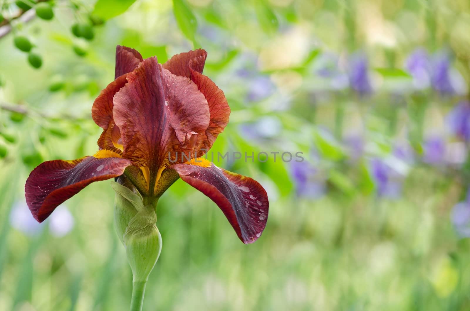 Natural summer background with luxurious flower iris, brown. Selective focus