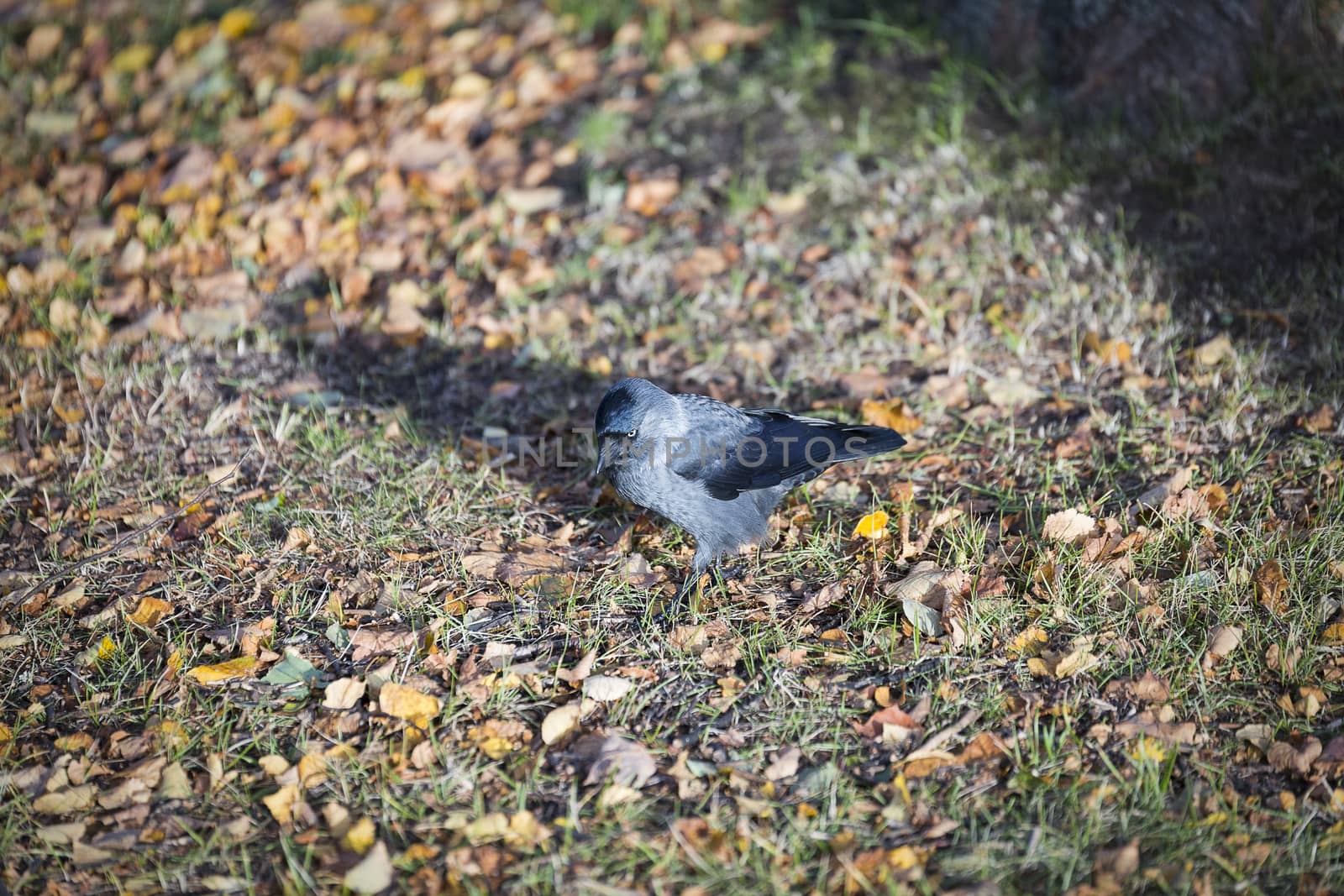 Western Jackdaw Walking on Grass.