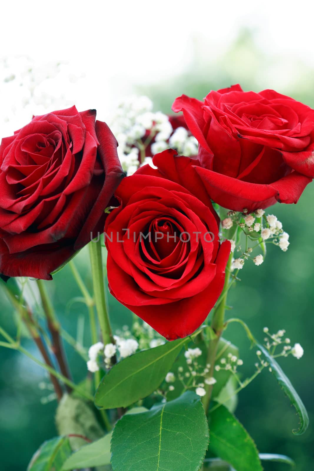 Nice red roses bouquet against green blurred background