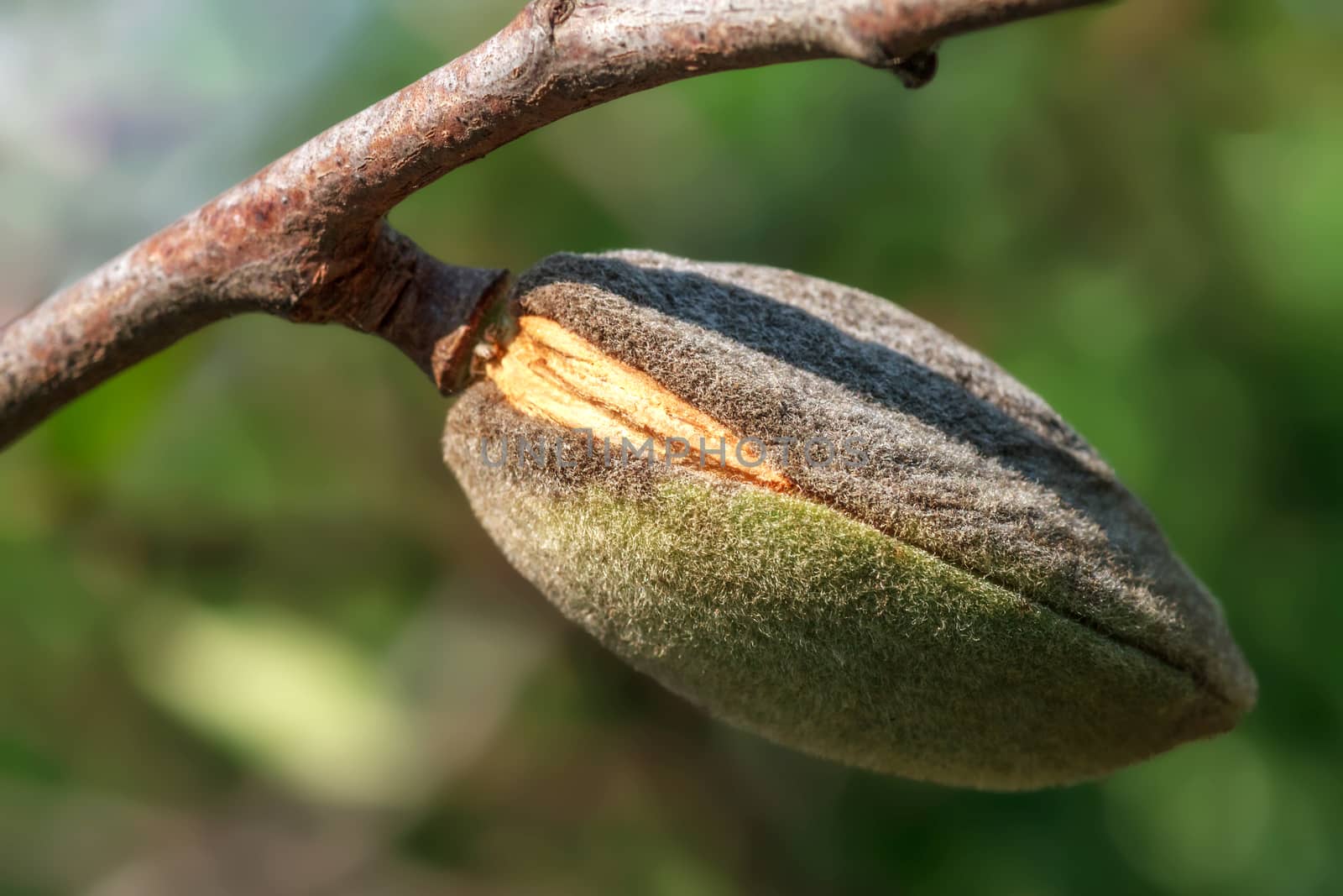 Ripe almonds walnut hanging on a branch. Close-up, focus on the nut