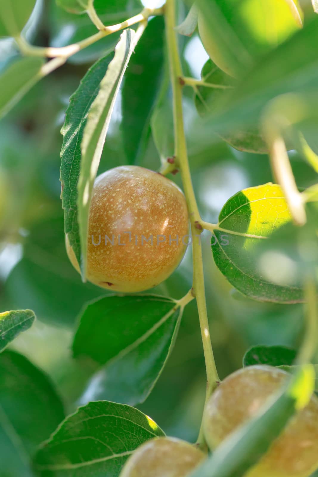 Jujuba inflorescence on a tree branch. The fruit of Zizyphus mauritiana contain vitamins, vitamin A, vitamin B, vitamin C, b-carotene