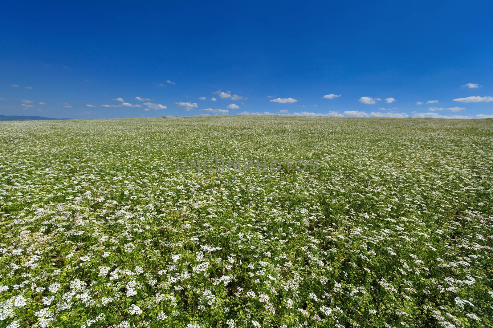 Beautiful cilantro coriander flowers blooming in the summer by fogen