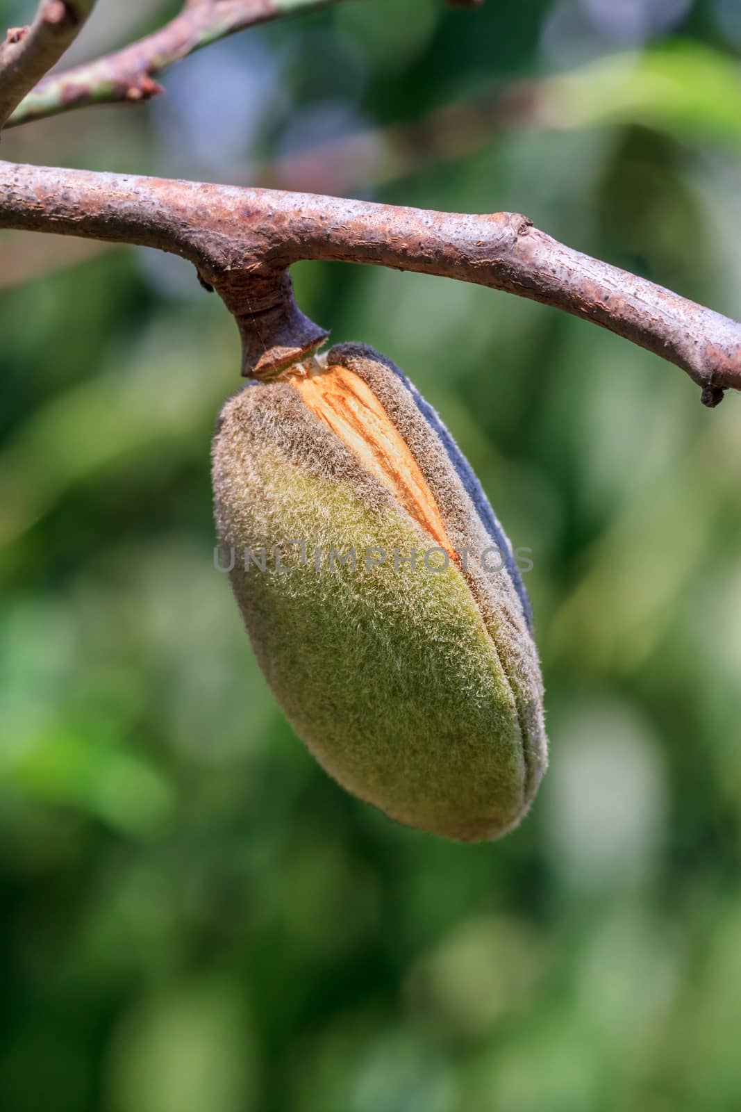 Ripe almonds walnut hanging on a branch. Close-up, focus on the nut