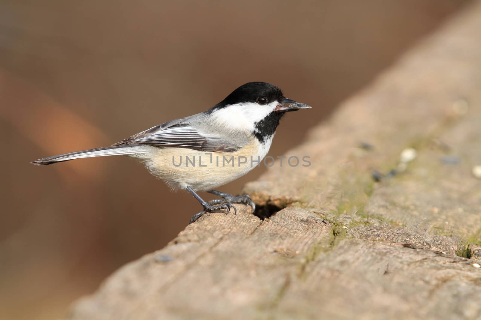 Black-capped Chickadee on wood rail in sun