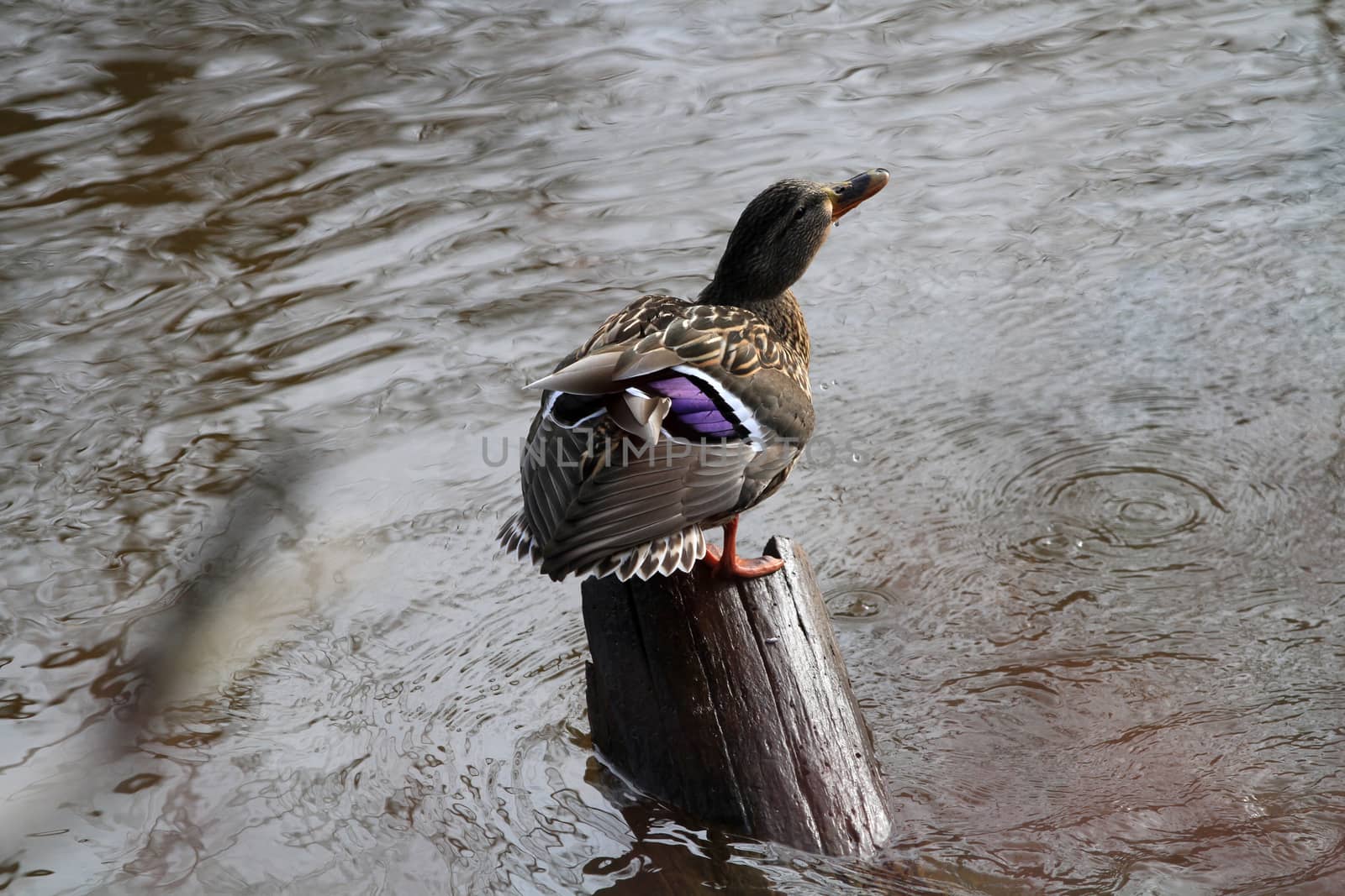 Mallard Duck female perched on stump in sun