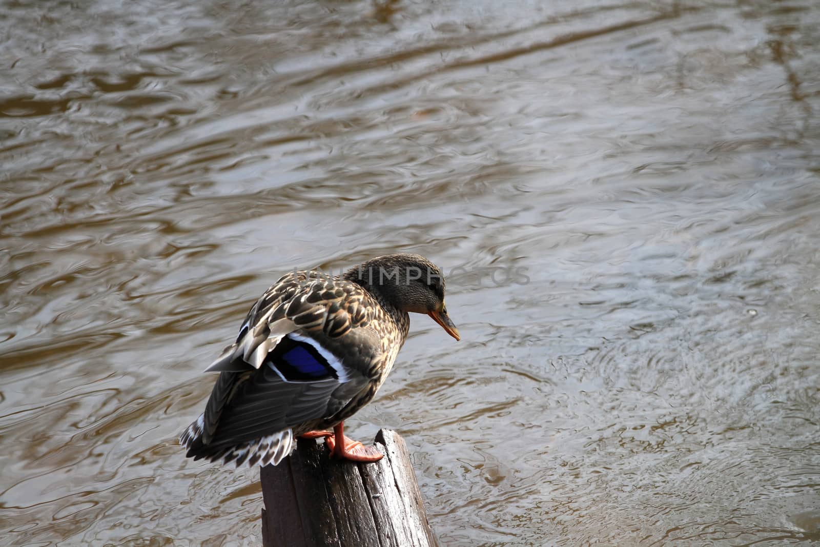 Mallard Duck female perched on stump in sun