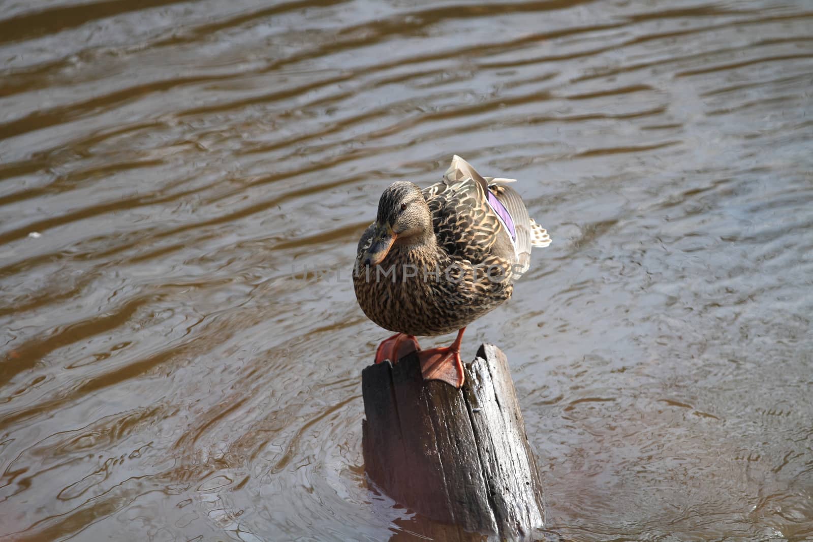 Mallard Duck female perched on stump in sun