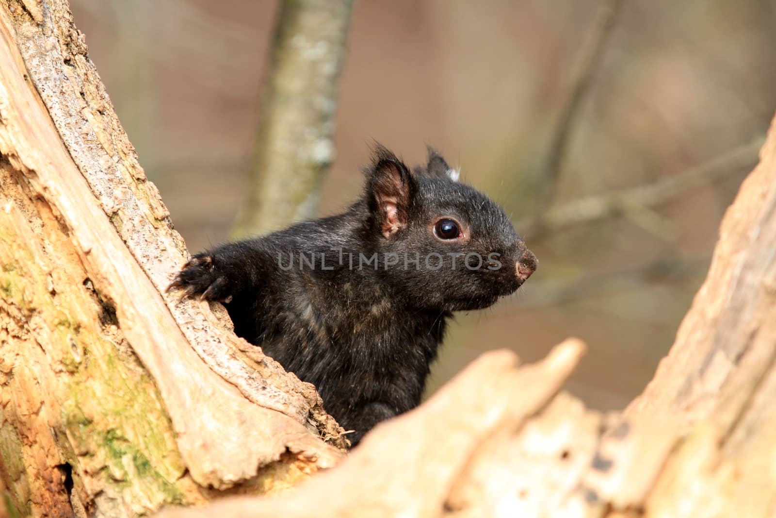 Black Squirrel sitting in old tree trunk