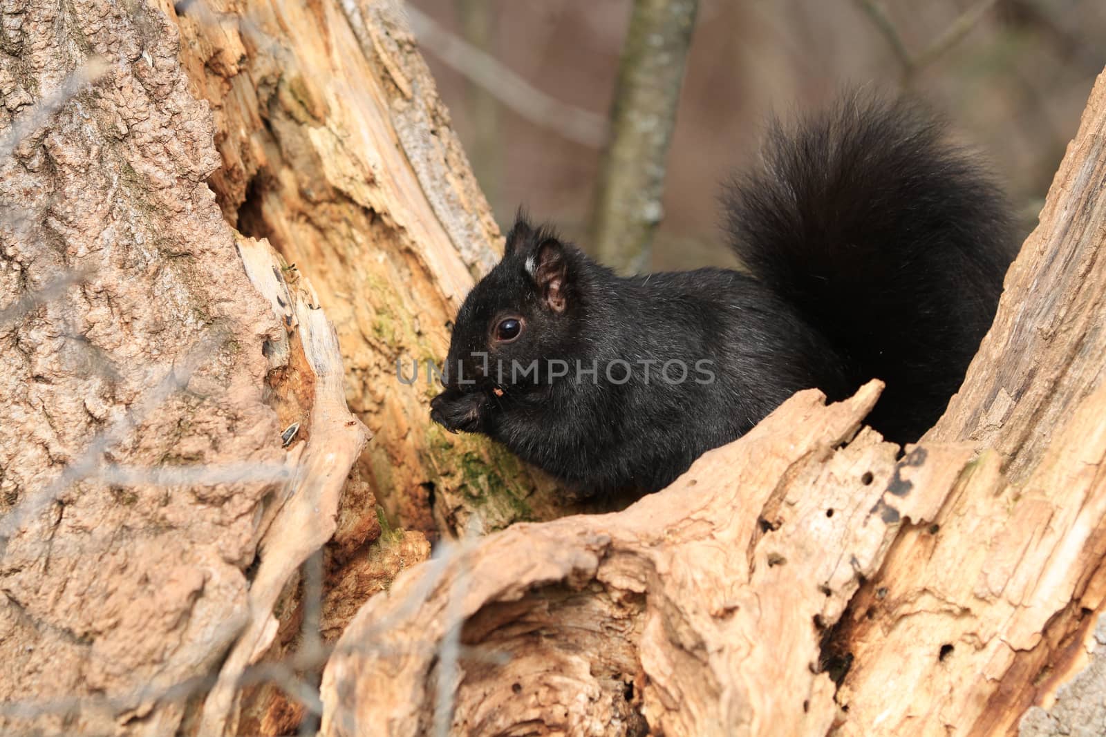 Gray Squirrel on side of tree in sun