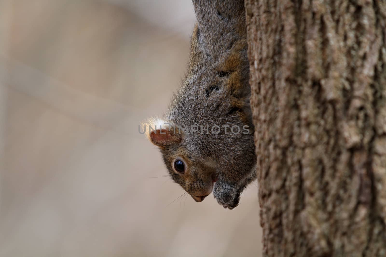 Gray Squirrel on side of tree in sun