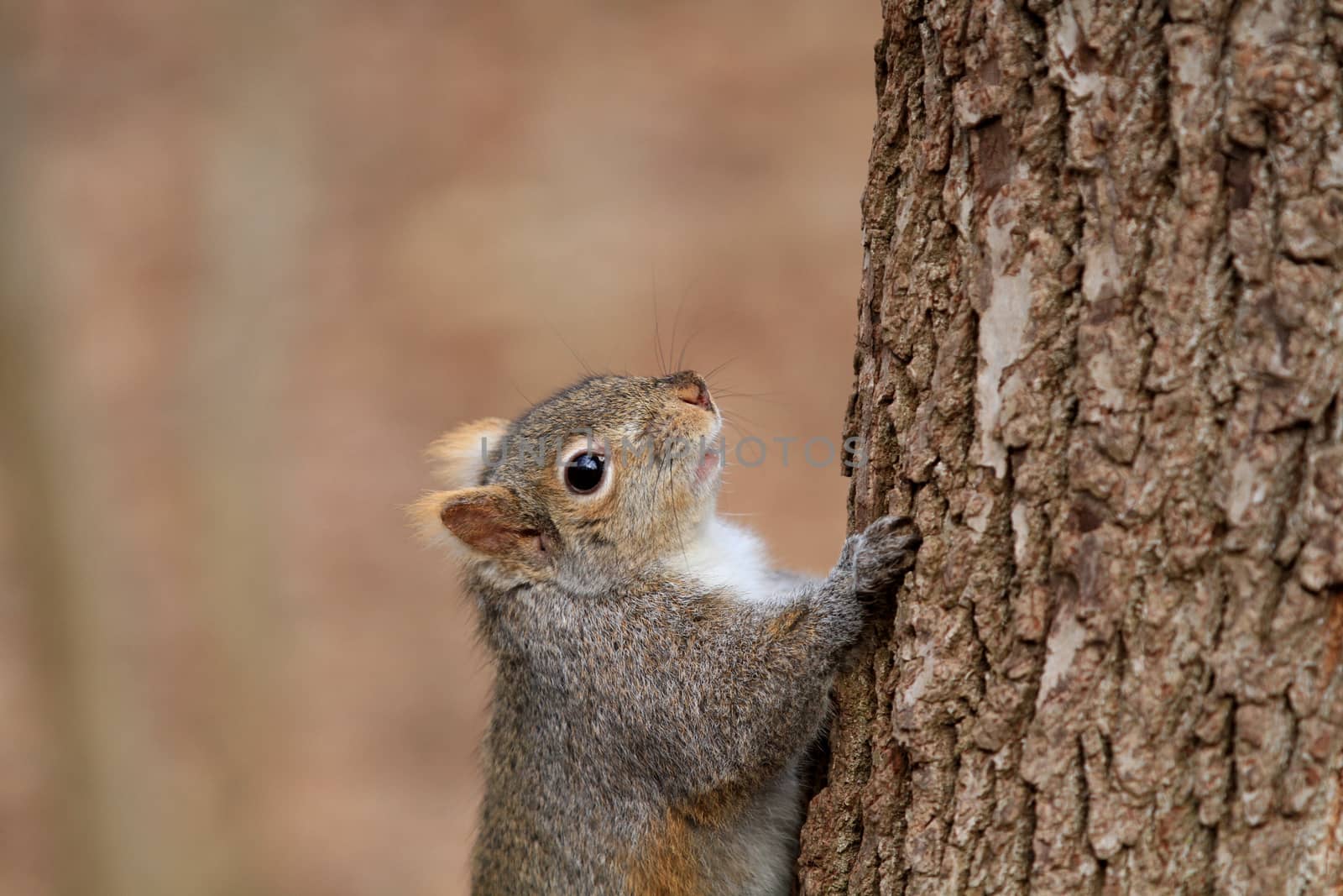 Gray Squirrel on side of tree in sun