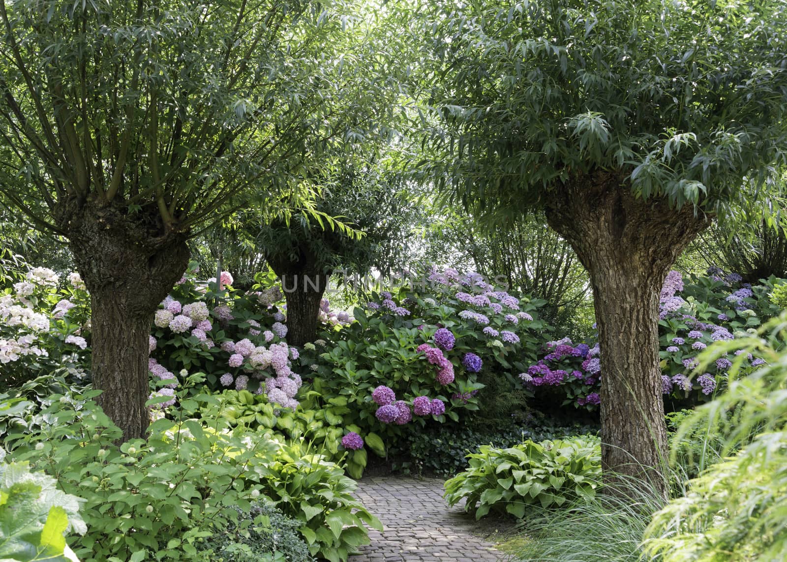 garden with green willow trees and pink and purple hydrange hortensia flowers in july
