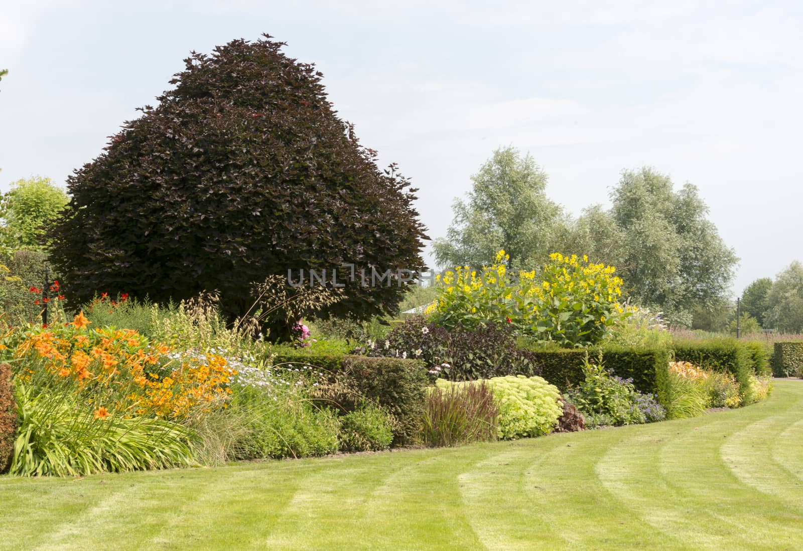 big english landscape garden with plants trees and flowers in summer