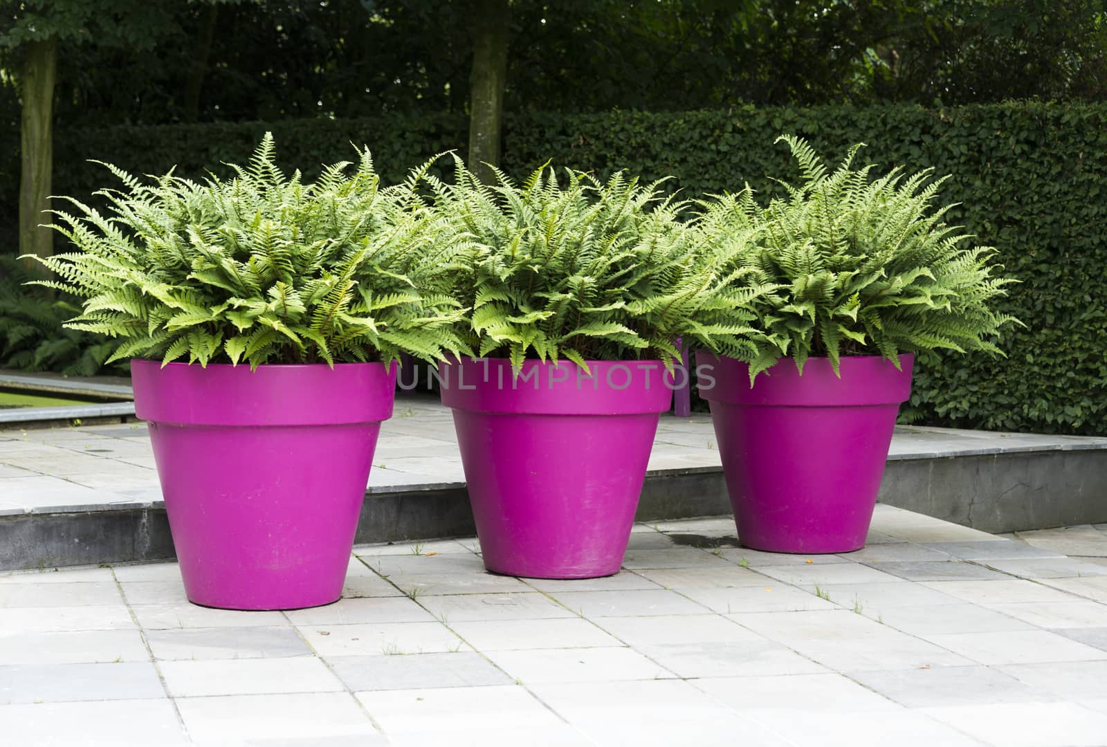 three large purple pots with green ferns on a terrace