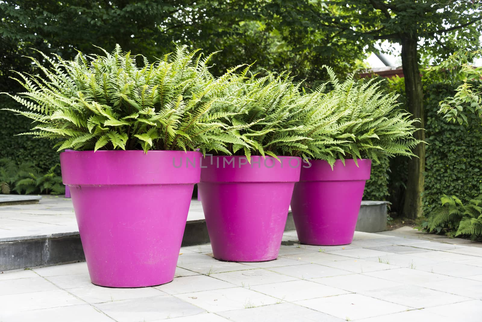 three large purple pots with green ferns on a terrace