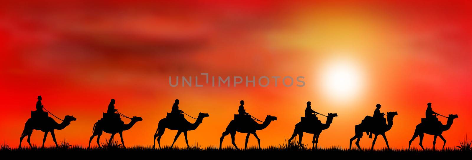 Silhouettes of riders on camels on the background of sunset.                                                                 