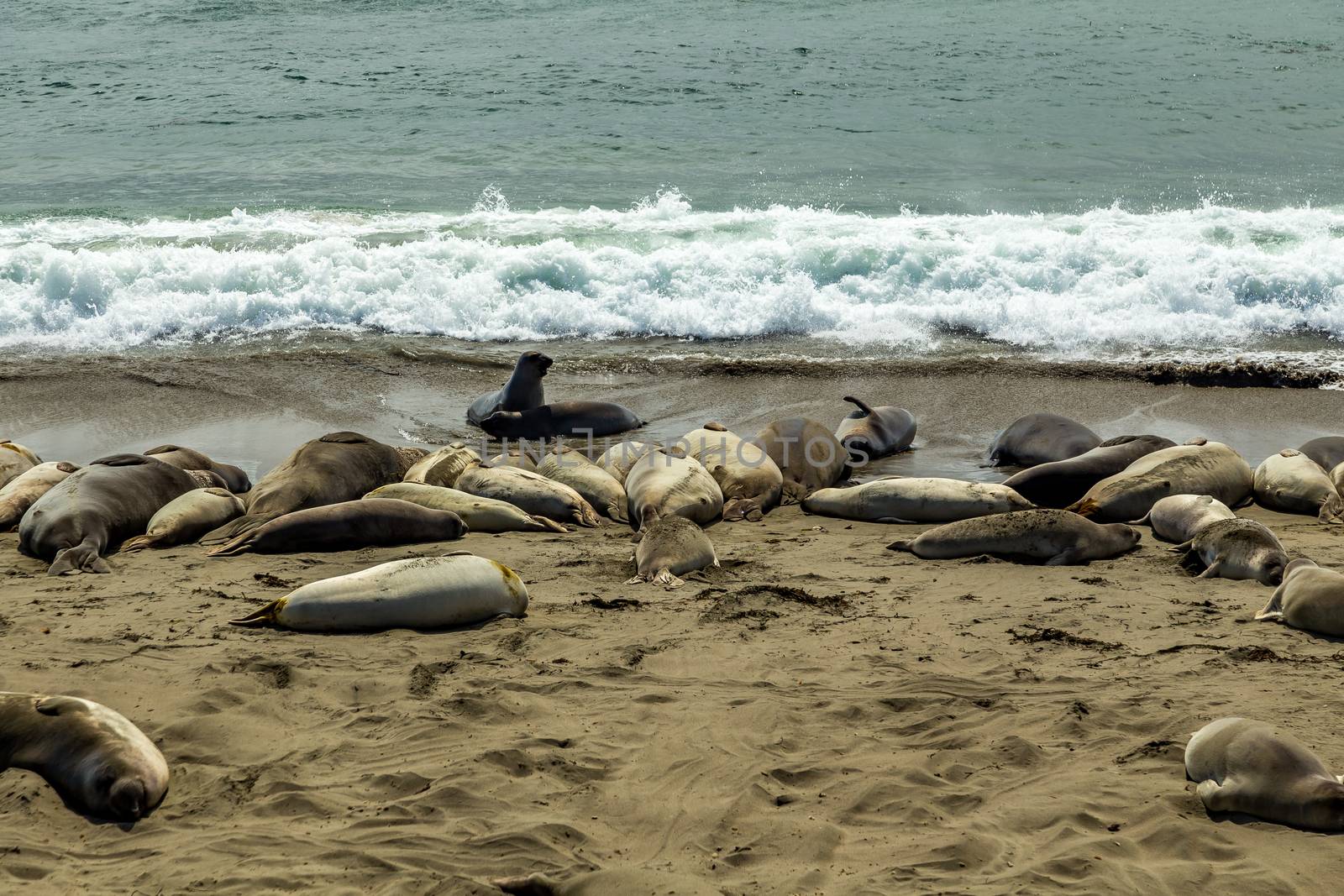 Male elephant seals are much larger than the females and have a trunk-like nose, from which the species gets its name.