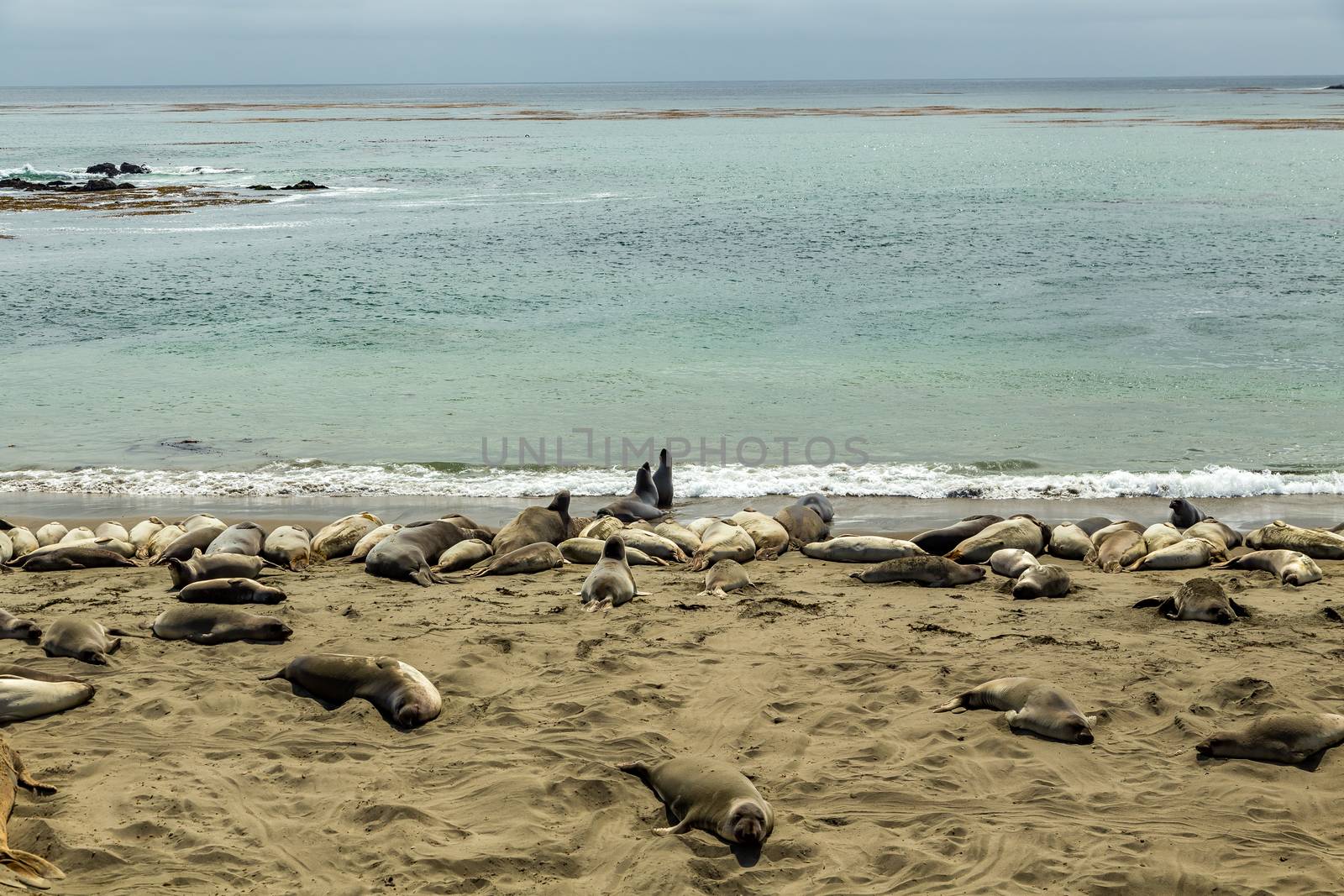 Male elephant seals are much larger than the females and have a trunk-like nose, from which the species gets its name.