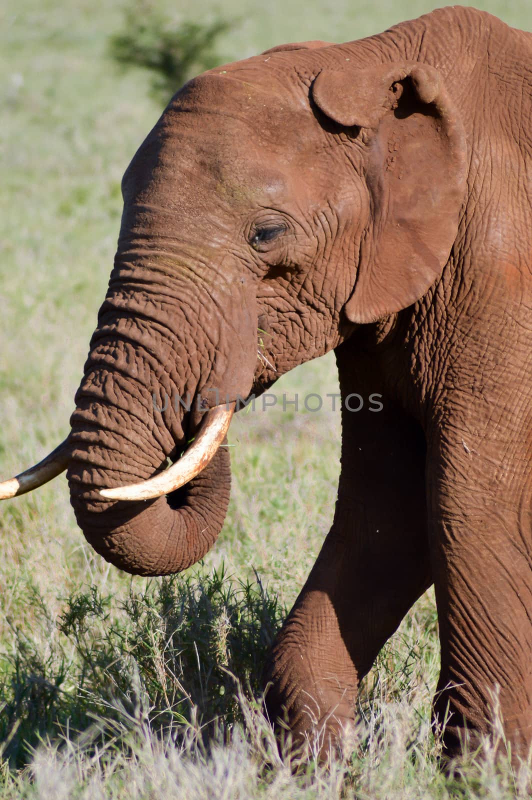 Red Elephant isolated in the savannah of Tsavo East park in Kenya