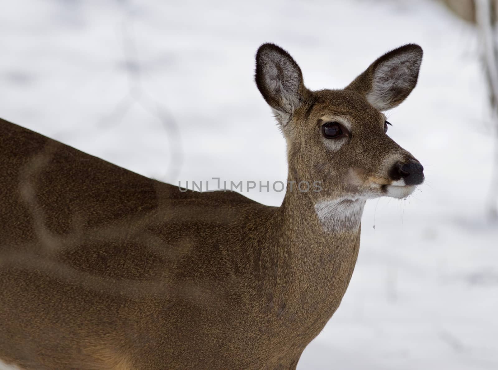 Beautiful isolated photo of a wild deer in the snowy forest by teo