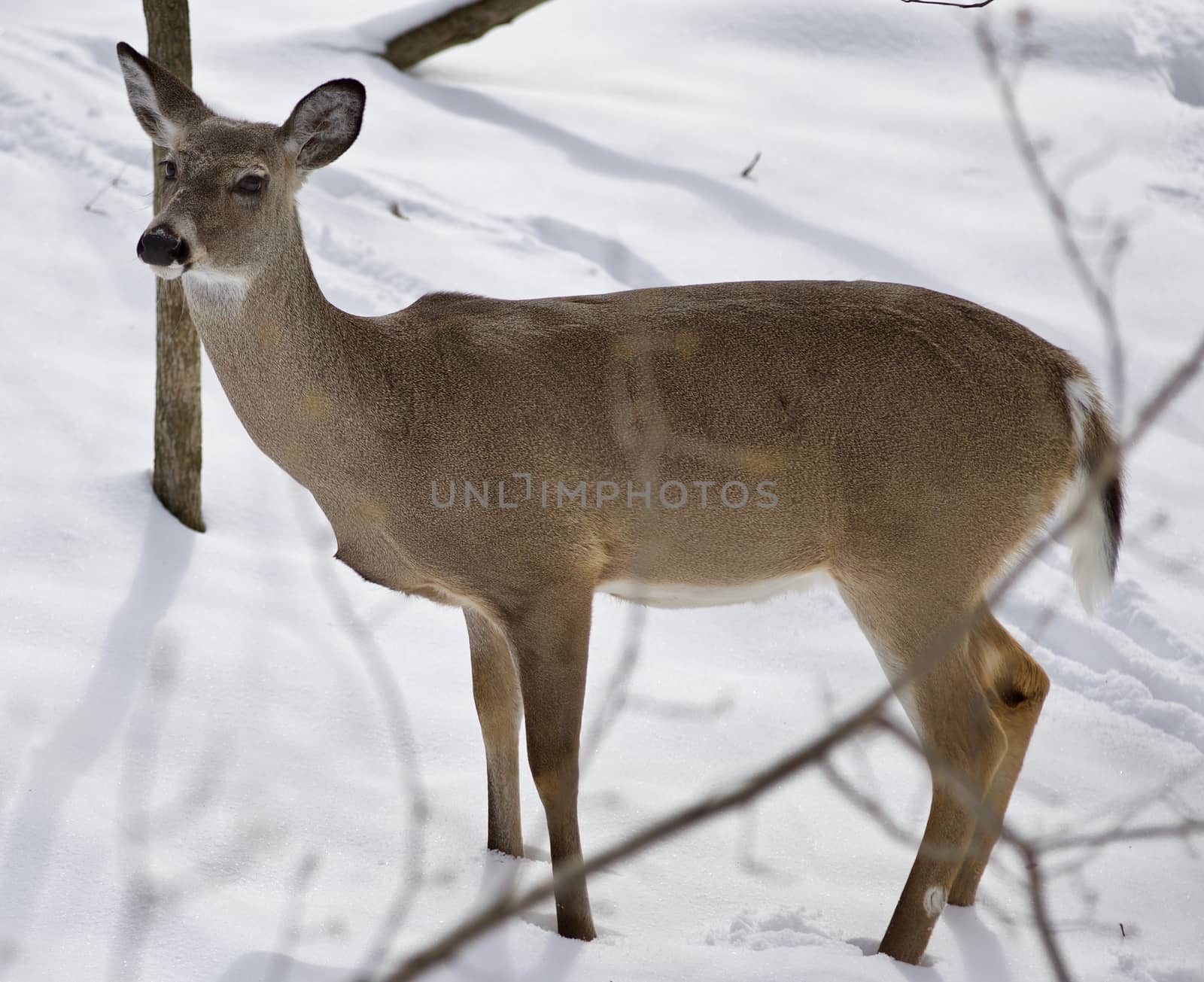 Beautiful isolated photo of a wild deer in the snowy forest by teo