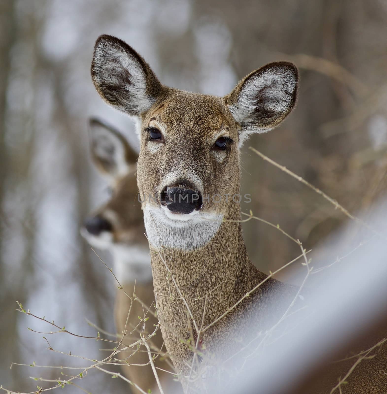 Beautiful isolated photo of a wild deer in the snowy forest by teo