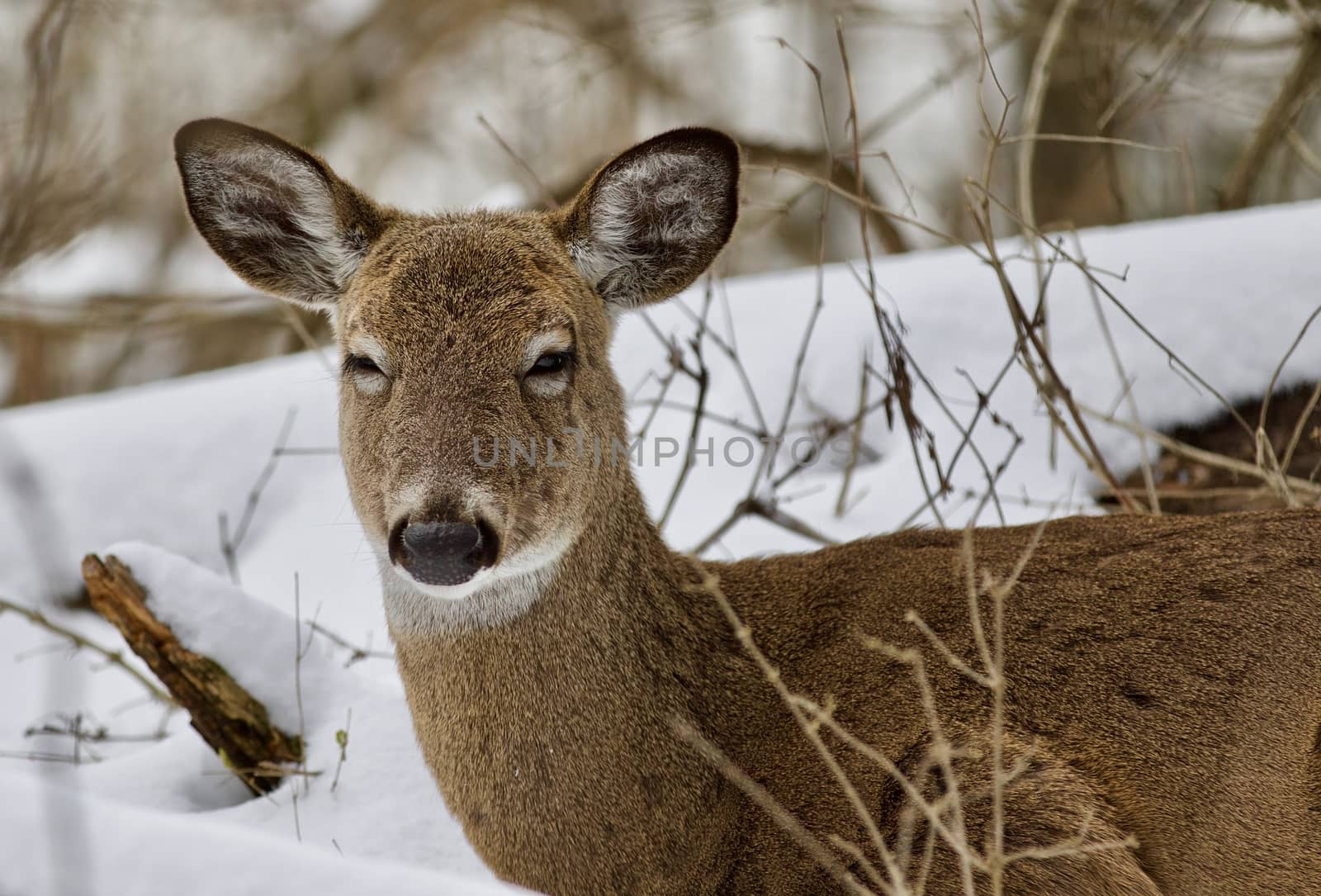 Beautiful isolated background with a sleepy wild deer in the snowy forest by teo