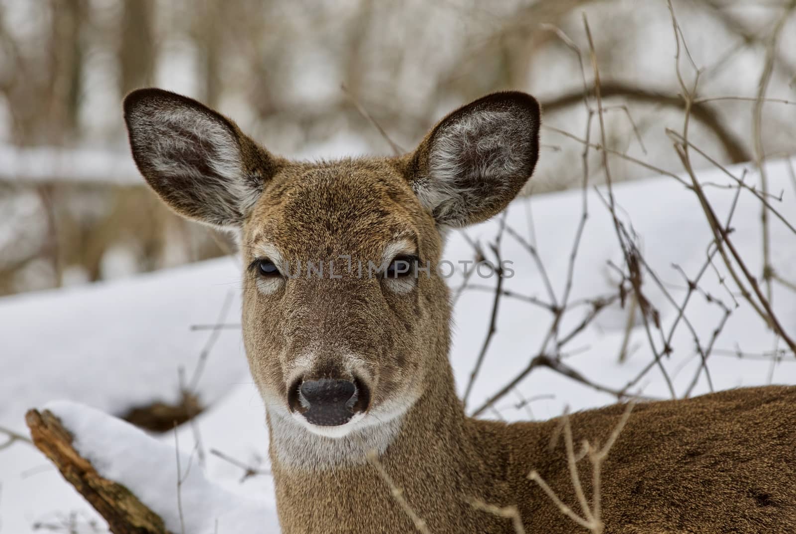 Beautiful isolated photo with a wild deer in the snowy forest