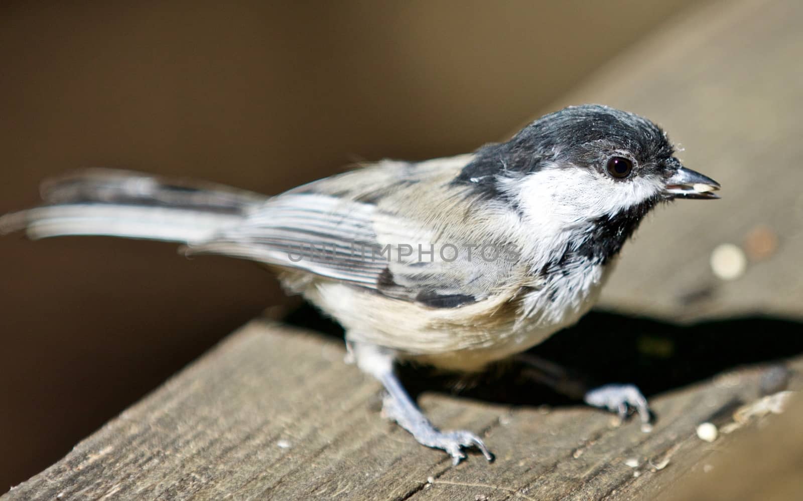 Beautiful isolated picture of a cute black-capped chickadee bird by teo