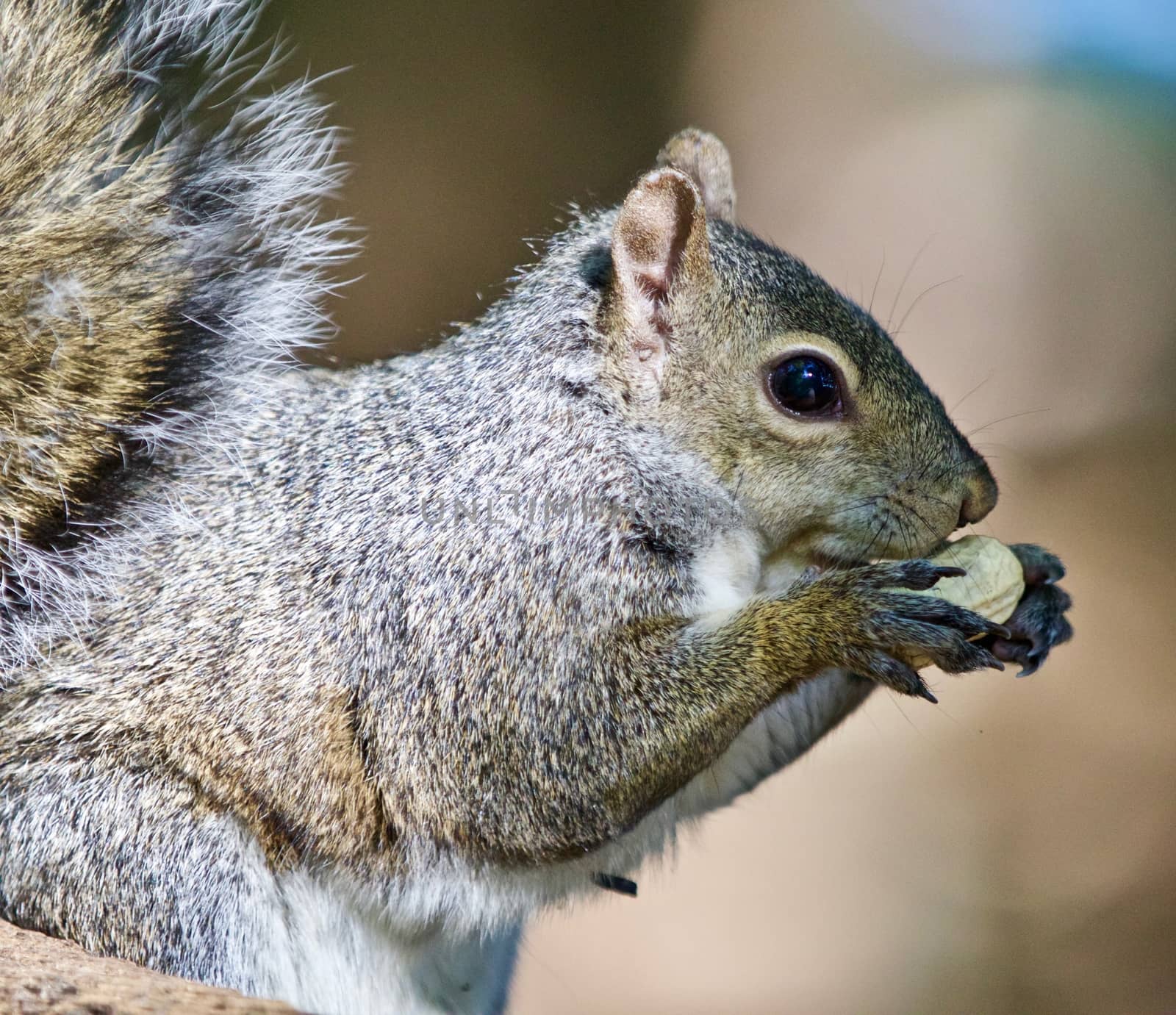 Beautiful isolated image of a funny cute squirrel eating a nut by teo