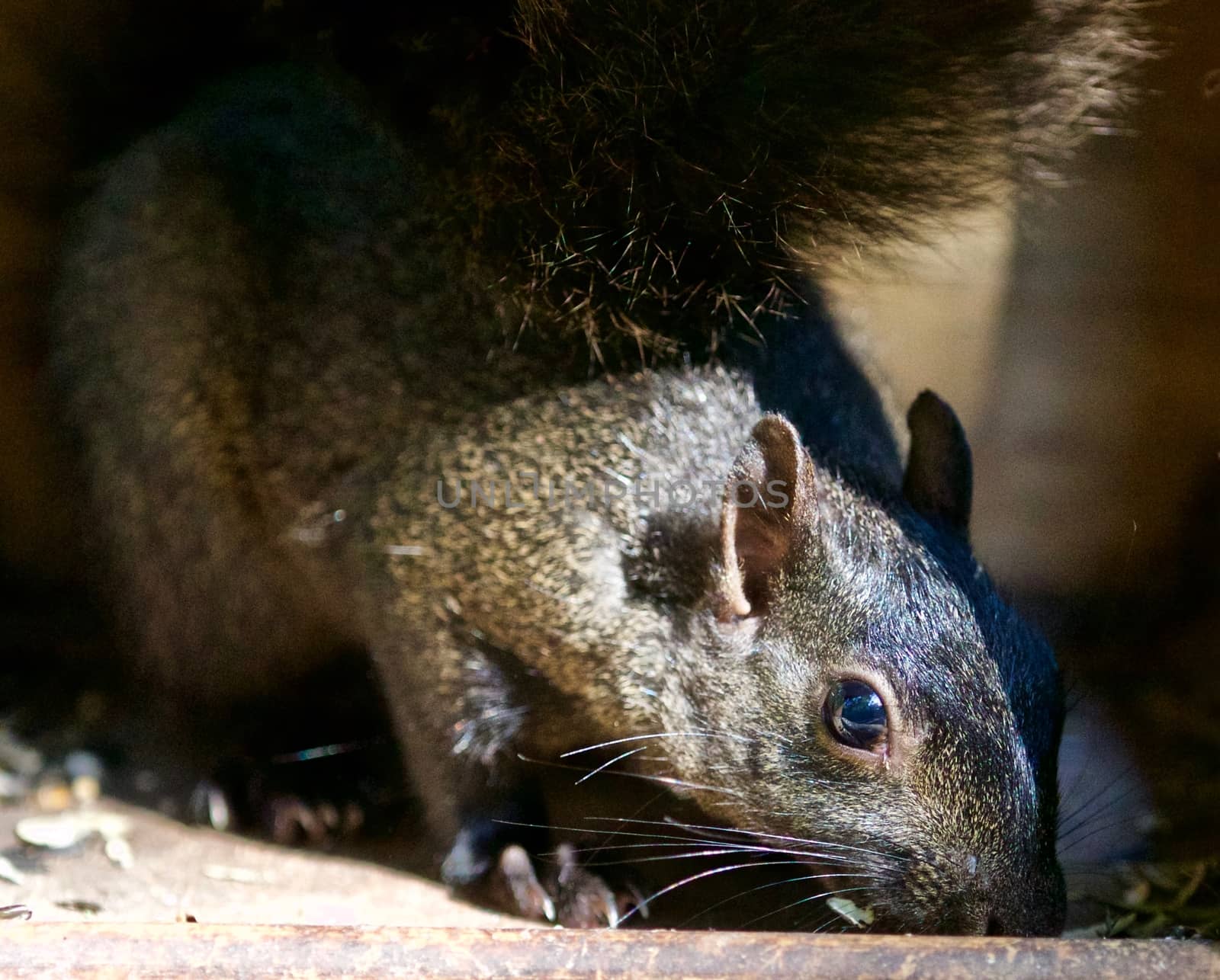 Beautiful isolated image of a funny cute black squirrel by teo