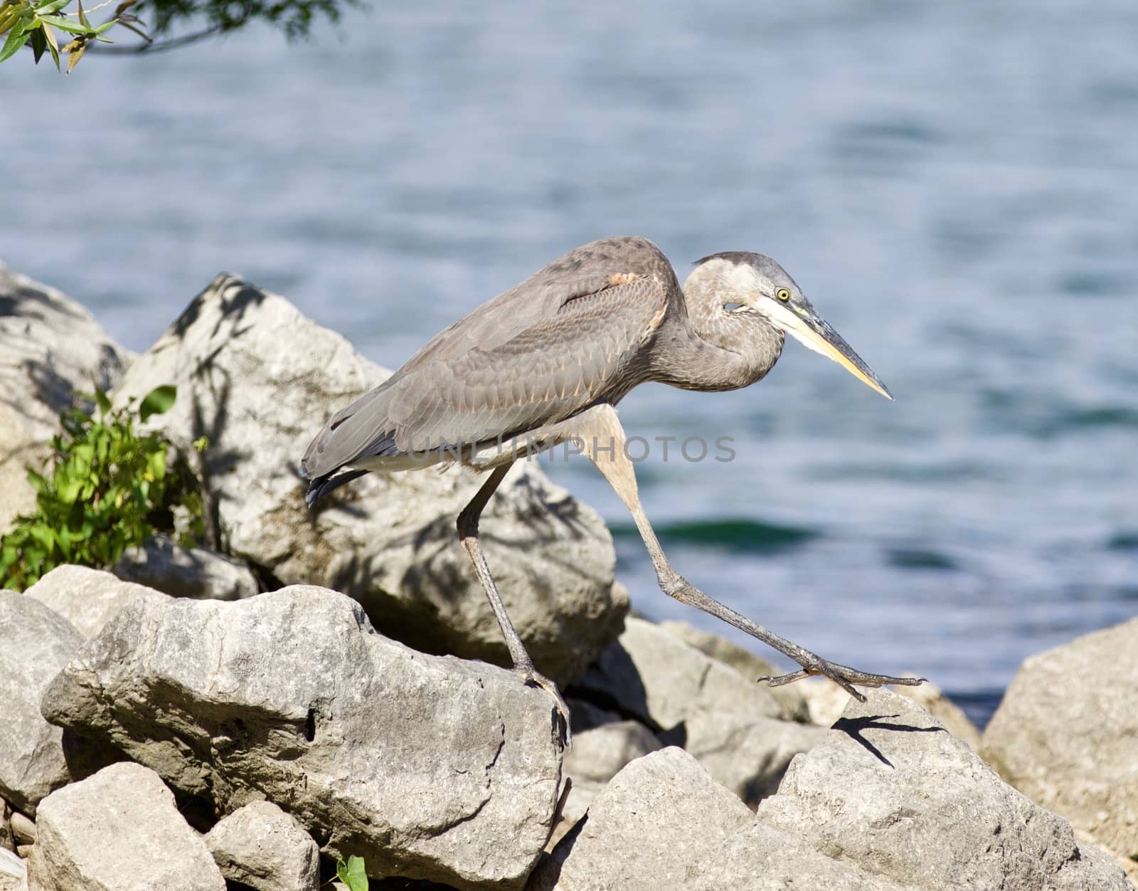 Beautiful isolated photo with a funny great heron walking on a rock shore by teo