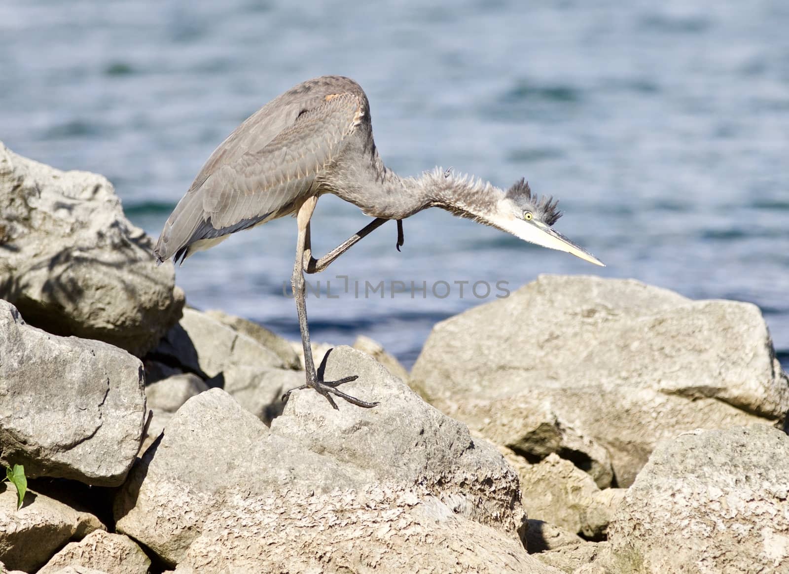 Beautiful isolated photo with a funny great heron cleaning his feathers on a rock shore by teo