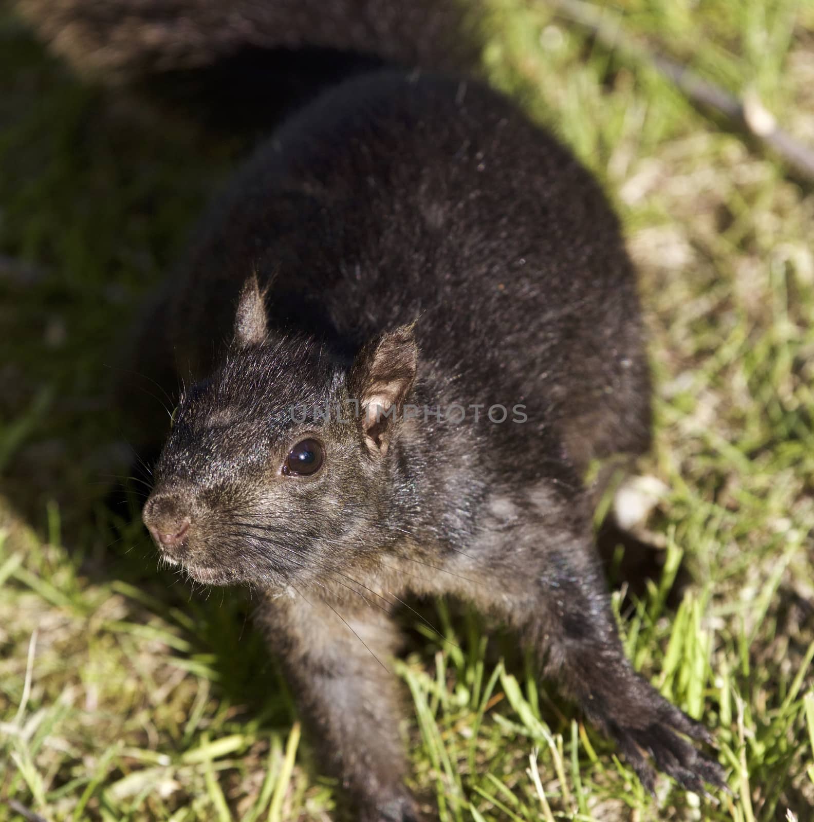 Beautiful photo of a funny black squirrel by teo