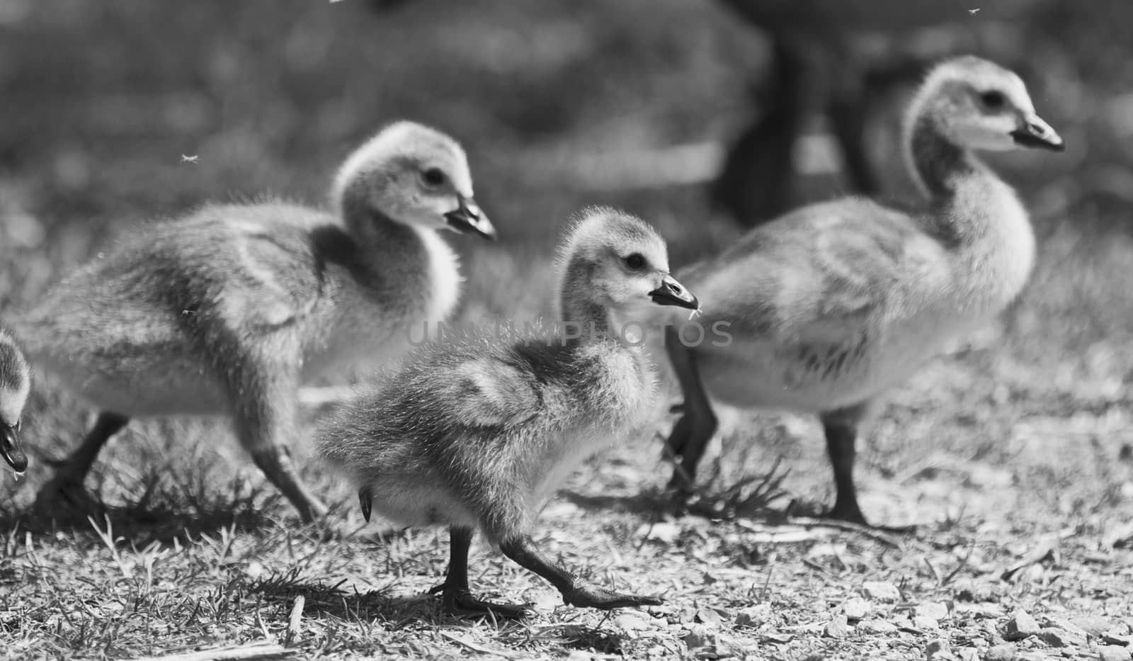 Beautiful isolated photo of chicks of the Canada geese walking through the field